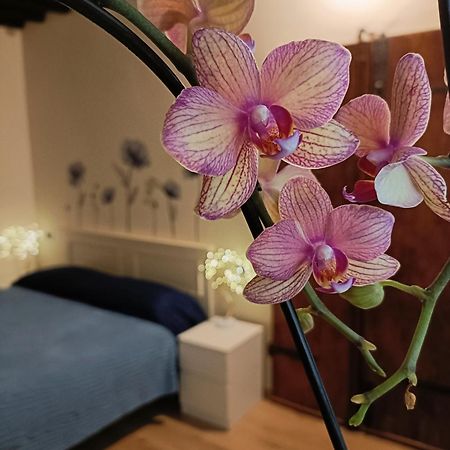 Appartement Il Giardino Segreto à Lucques Extérieur photo