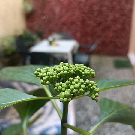 Appartement Il Giardino Segreto à Lucques Extérieur photo