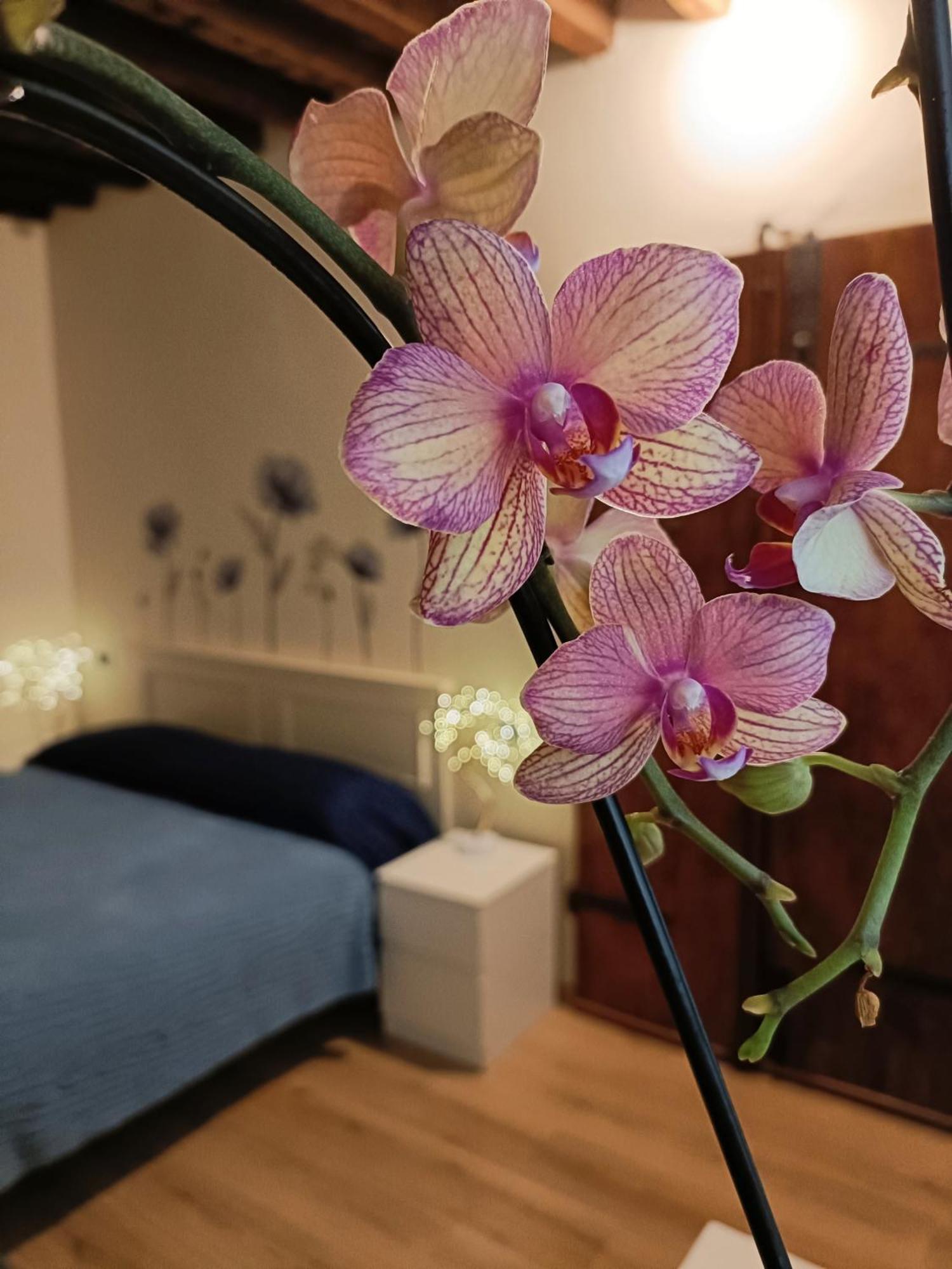 Appartement Il Giardino Segreto à Lucques Extérieur photo