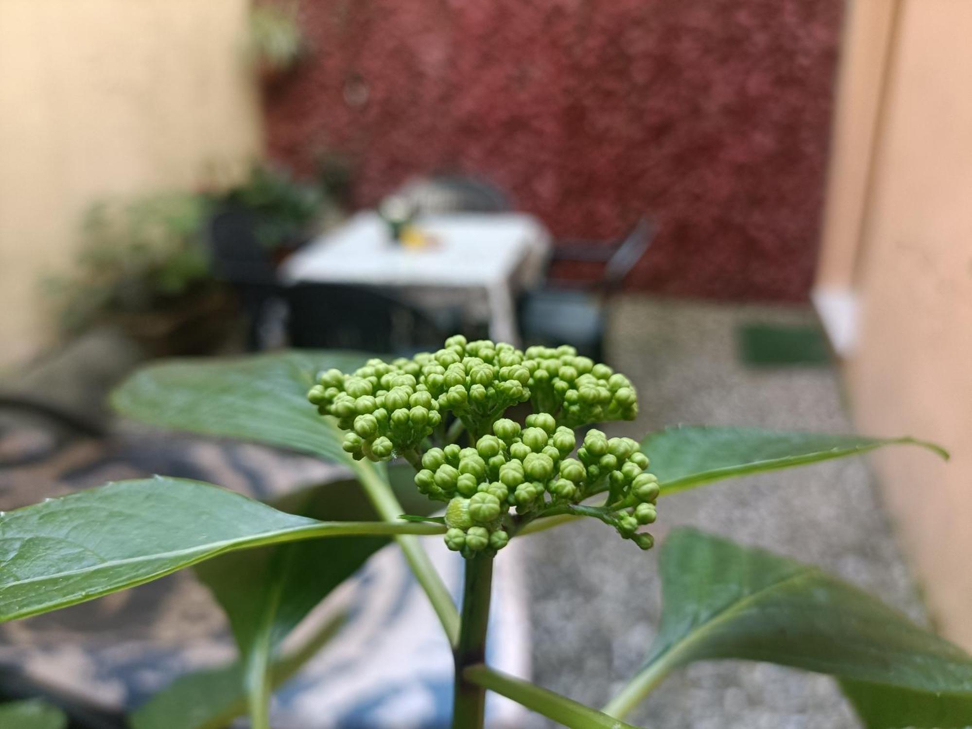 Appartement Il Giardino Segreto à Lucques Extérieur photo